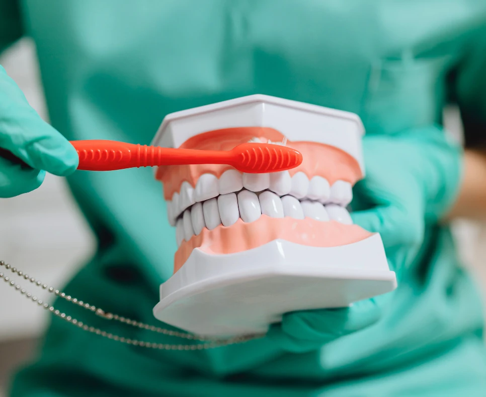 Dentist showing how to gently brush gumline on model teeth